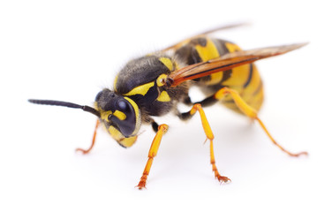 Wasp isolated on white.