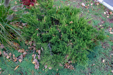 The healing juniper bush will help with inflammatory diseases with flu and colds