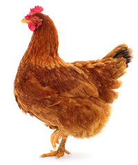 Brown hen isolated.