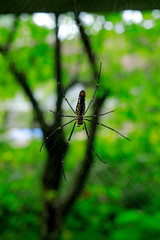 Poison Spider ina wildlife