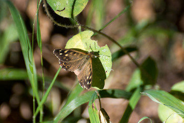 Speckled Wood Butterfly (Pararge aegeria)