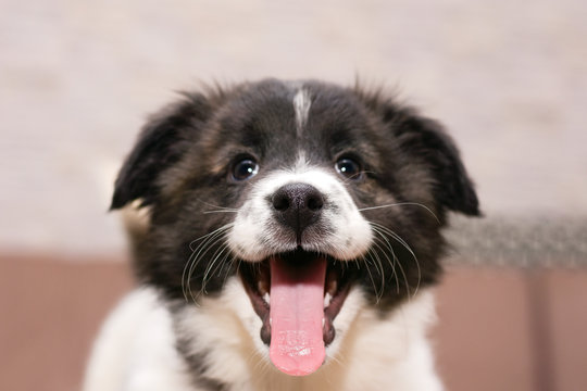 portrait of a little beautiful mischievous puppy