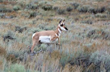 Pronghorn (Antilocapra americana)
