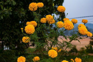 merigold flower close view looking awesome in indian rural village garden. - 307448493