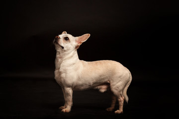 dog on the black