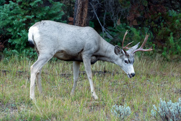 Mule Deer (Odocoileus hemionus)