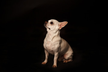 Fototapeta premium dog on the black
