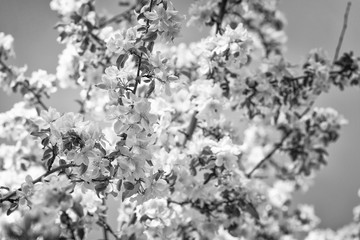 Black and white blossom tree, infrared photography