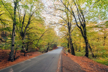 Fototapeta premium A route through the autumn forest