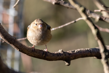 Female Chaffinch Perched ina Tree