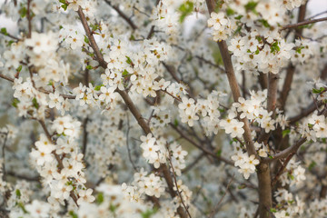Beautiful delicate apricot tree flowers in spring
