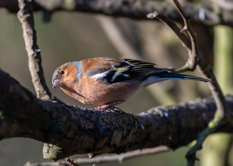 Male Chaffinch Perched in a Tree