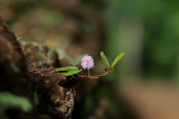 Plant