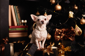 christmas dog