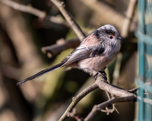 Long-tailed tit Perched in a Tree