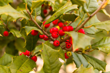 Holly Tree in Winter