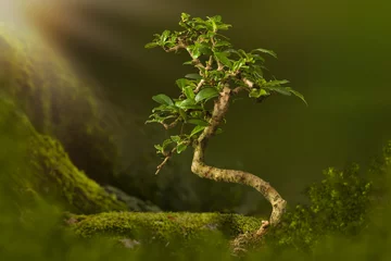 Foto op Plexiglas Bonsai achtergrond met mos © Anneke