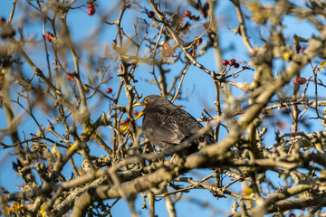 Blackbird Perced in a Tree Feeding on Wild Berries