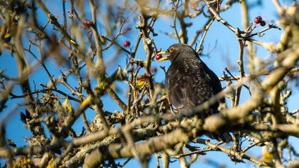 Blackbird Perced in a Tree Feeding on Wild Berries