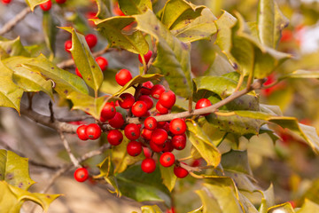 Holly Tree in Winter