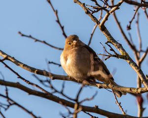 Female Chaffinch Perched ina Tree