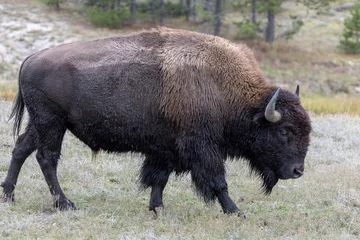 Rolgordijnen Amerikaanse bizon (Bison bizon) © philipbird123