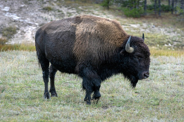 American bison (Bison bison)