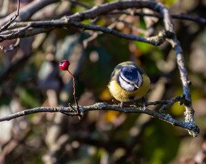 Eurasian blue tit Perched in a Tree