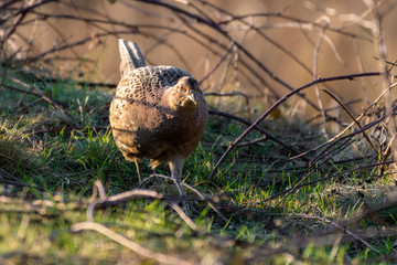 Female Pheasant Walking Along the Ground