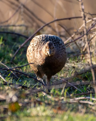 Female Pheasant Walking Along the Ground