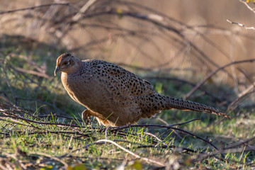 Female Pheasant Walking Along the Ground