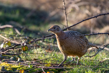 Female Pheasant Walking Along the Ground
