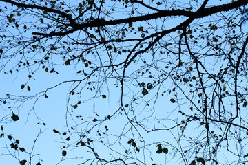 Autumn dry branches