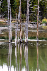 Fototapeta na wymiar Dead Trees in a Yellowstone Lake
