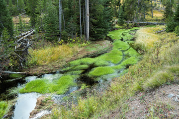 Vibrant green growth in a creek in Yellowstone