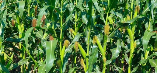 Cob of Corn Growing in Corn Field. Wide photo.