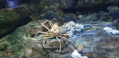 King Crab