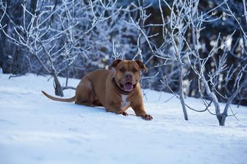 dog at the snow