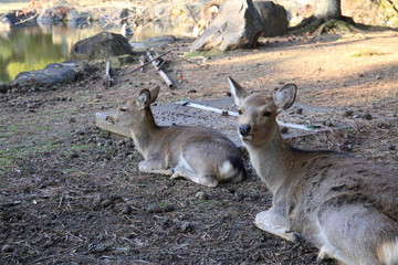 Nara Park in Nara Prefecture, Japan and the scenery of deer living in the park