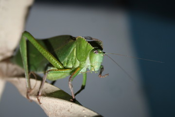 Saltamontes iluminado