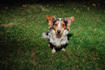 funny dog on grass