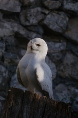 great grey owl