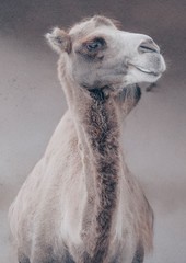 portrait of a camel