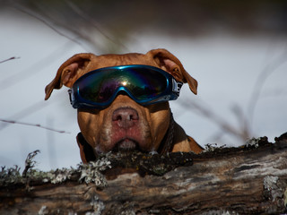 dog in the glasses