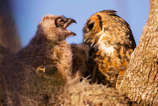 Juvenile great horned owl squawks at Mother owl