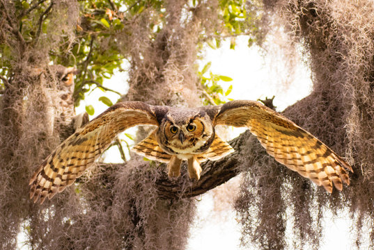 Adult great horned flies down from high branch