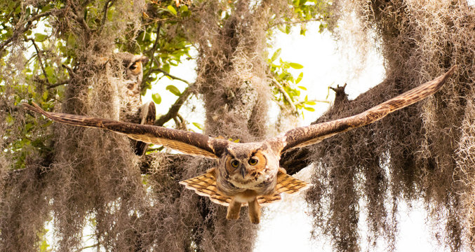 Adult great horned flies down from high branch