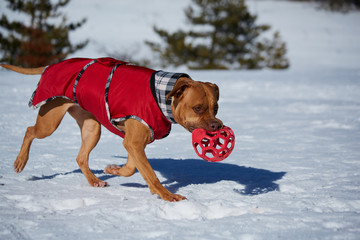 dog playing with the ball
