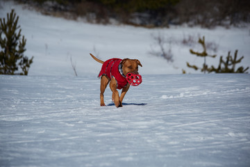 dog playing with the ball