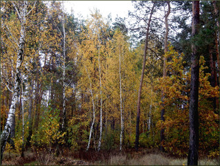 Golden leaves on a birch.